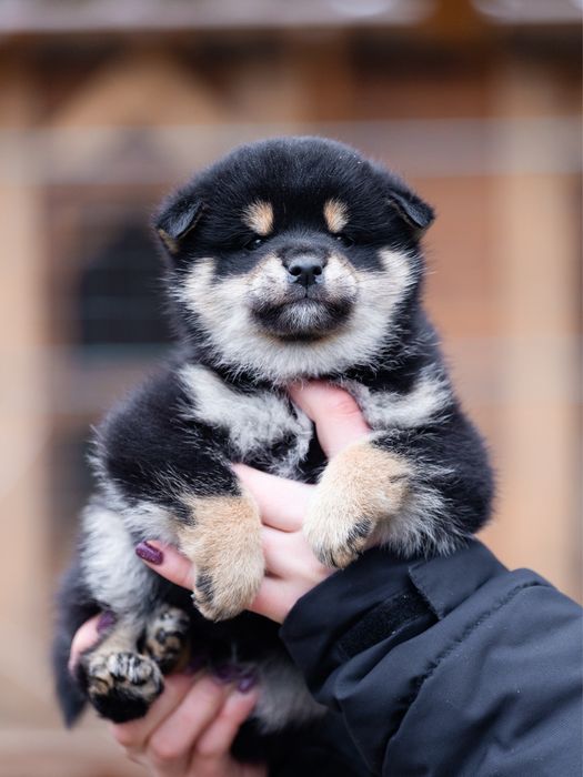 Шиба іну , сіба , shiba , чорнопідпалого забарвлення