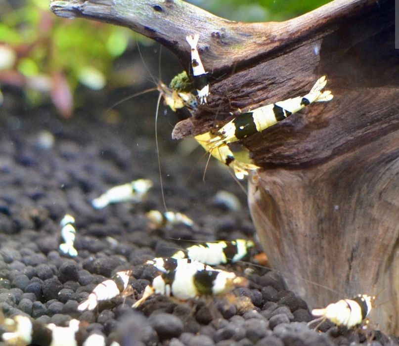 Crystal Black Caridina