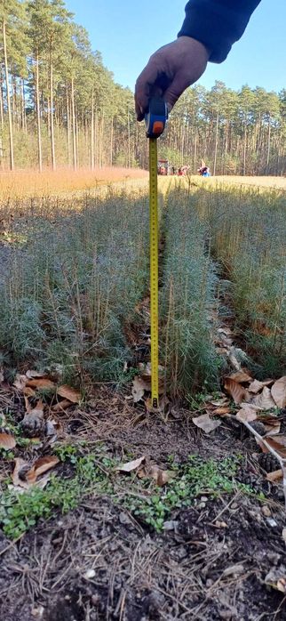 Sadzonka Modrzew , świerk zwykły