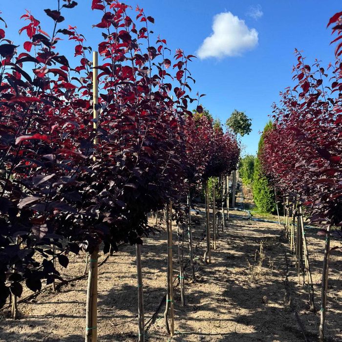 Śliwa wiśniowa ‘Pisardi’ – ozdobne drzewko o bordowych liściach