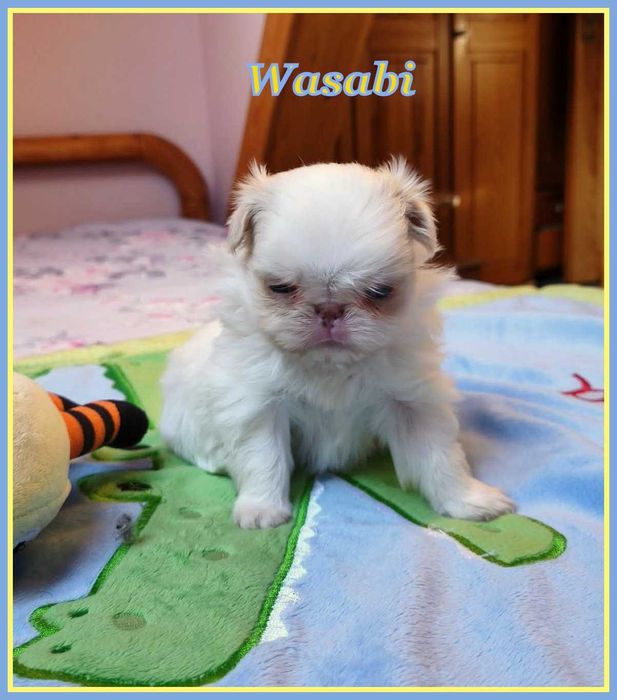 Japan chin, chiny japońskie