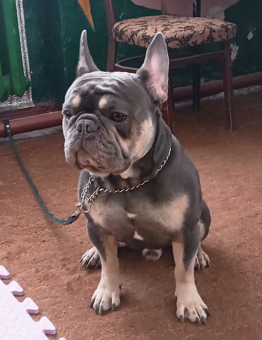 Француз голубой тан