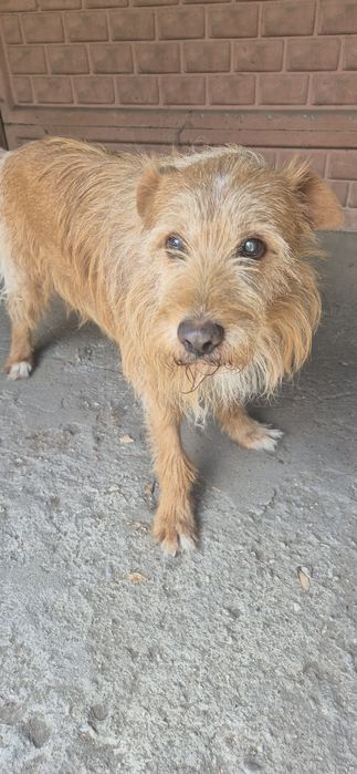 Piesek okolo 7 lat