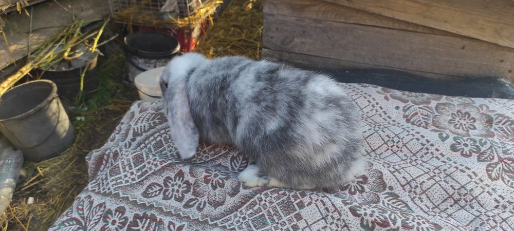 Кролики французький баран