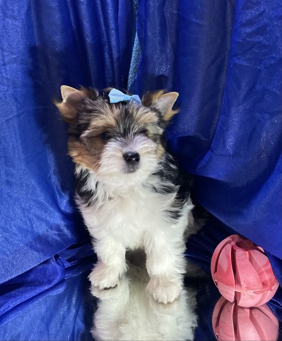 Бівер йорк цуцики, краса породи