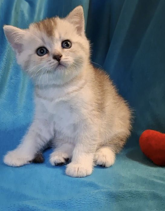 Шикарный короткошёрстный котёнок