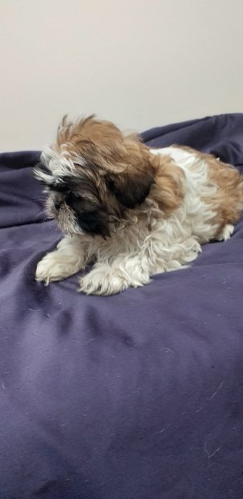 Shih-tzu szczenię piesek