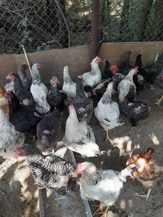 Курочка Доминант 1 год