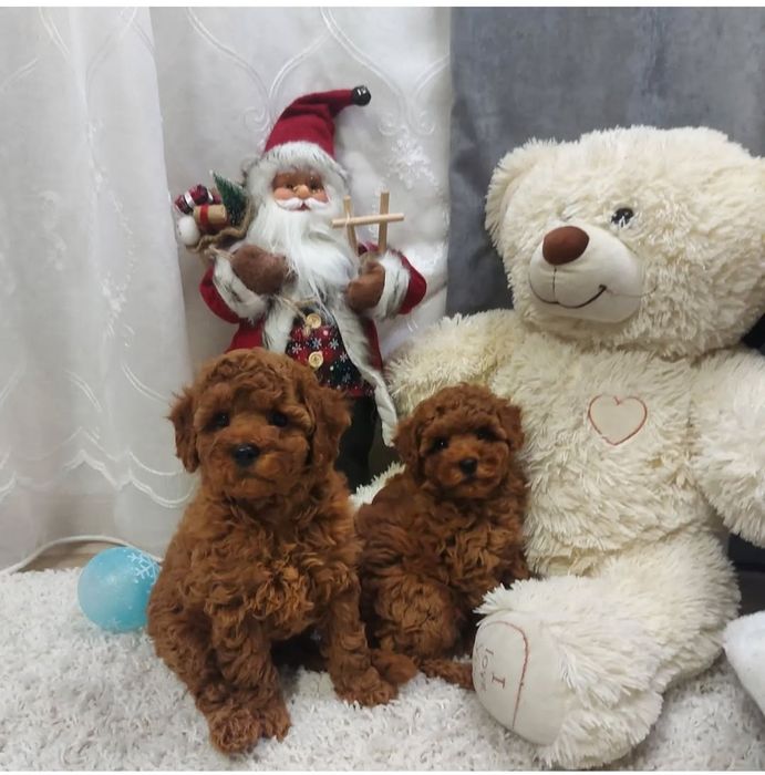 Чудові малиши той   пудель Ред браун