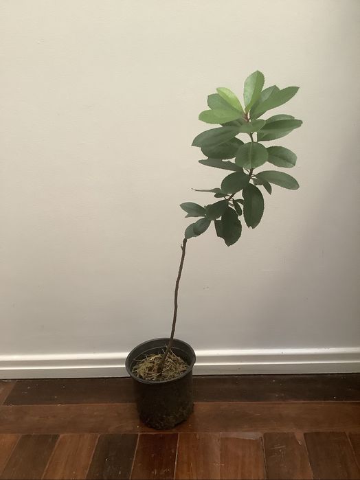 Medronheiros 70cm