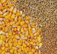 продам кукурудзу та ячмінь
