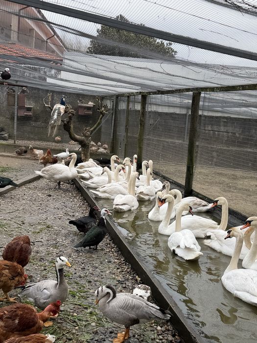 Cisnes pretos e brancos.