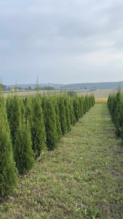 Tuje szmaragd 50-170cm Rokietnica