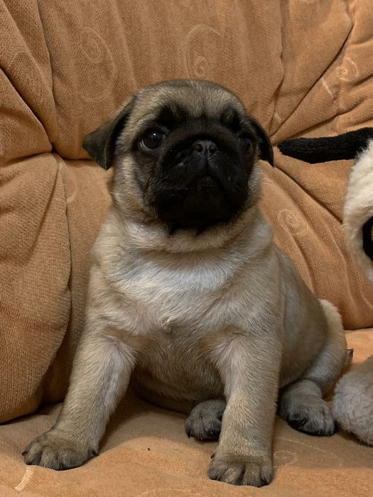 Бомбезні мопсики