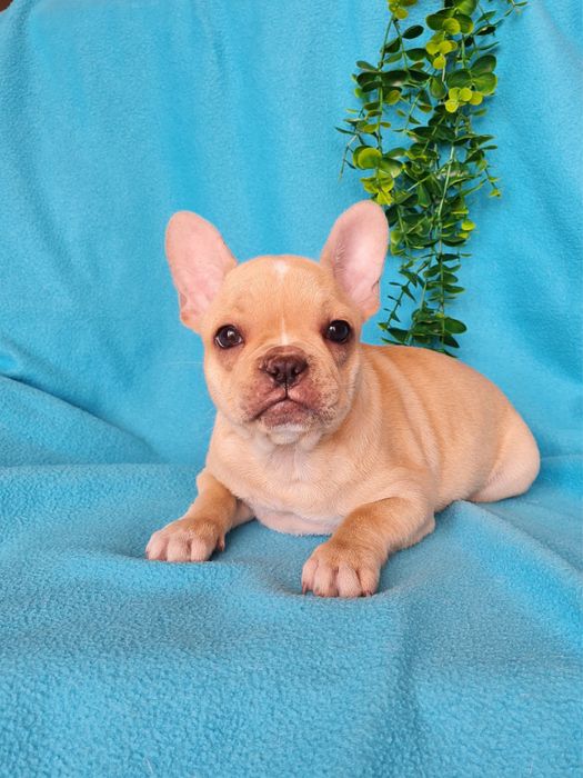 Estupenda menina Bulldog/Bouledogue Francês de Qualidade