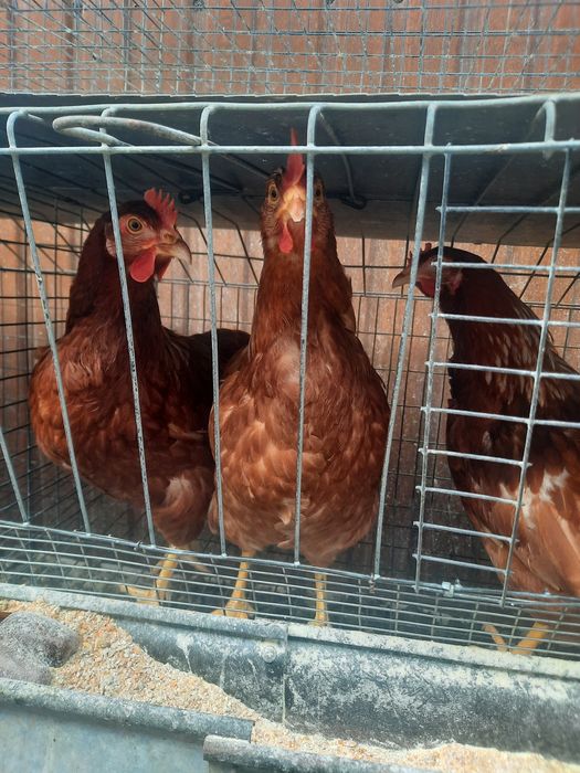 Несушка Ломан браун