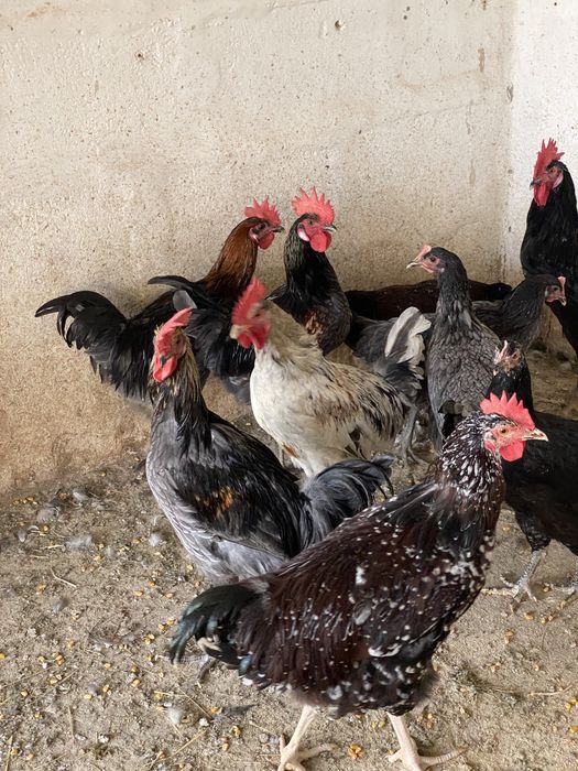 Ovos de galinha para chocar.
