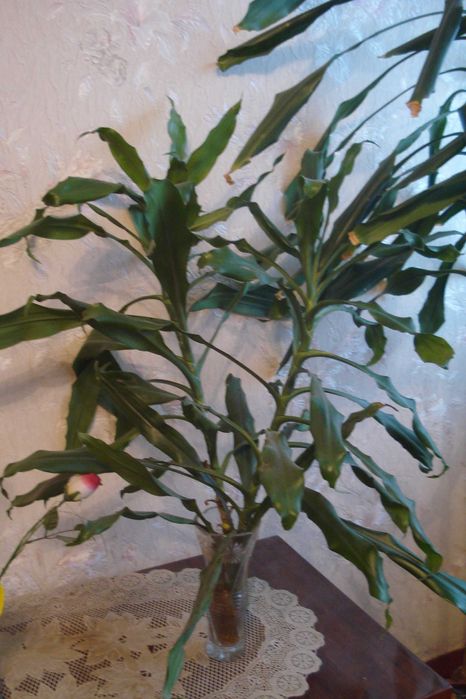 Цветок драцена есть 4 шт