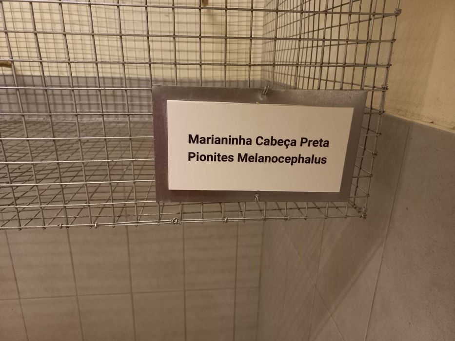 Pionites melanocephalus