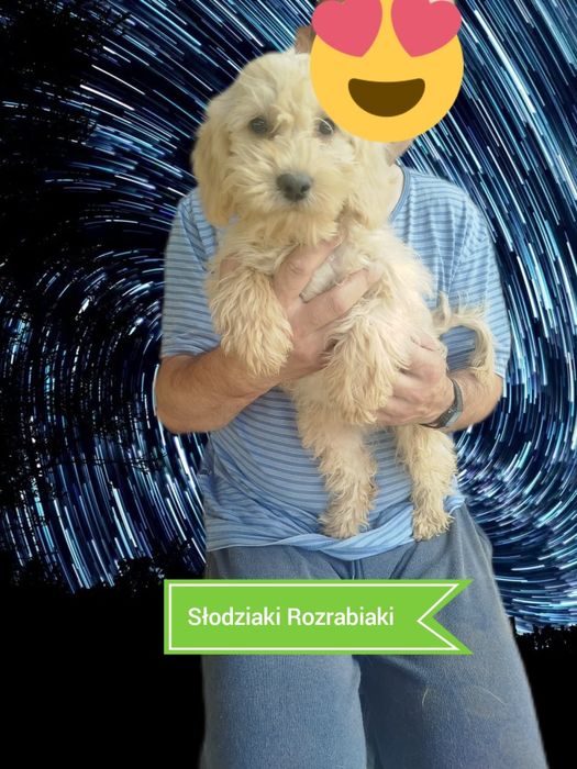 Goldendoodle f1b