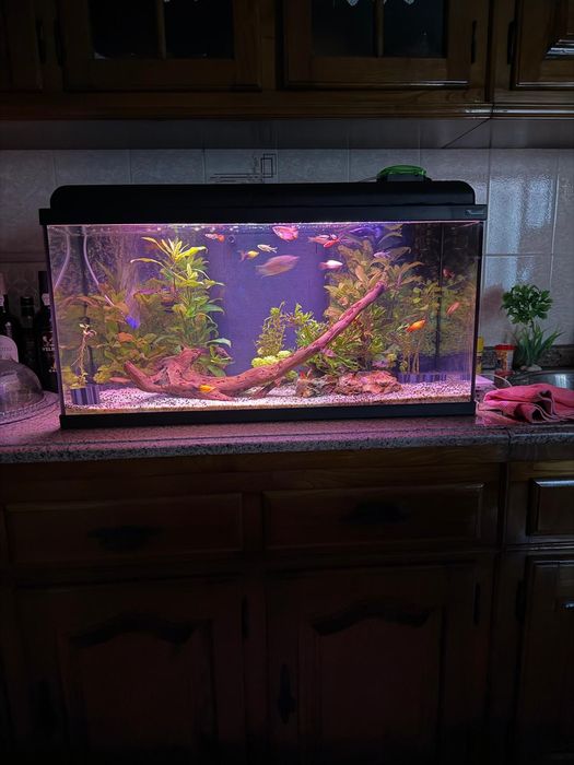 Aquário completo de água quente tudo incluído com peixes