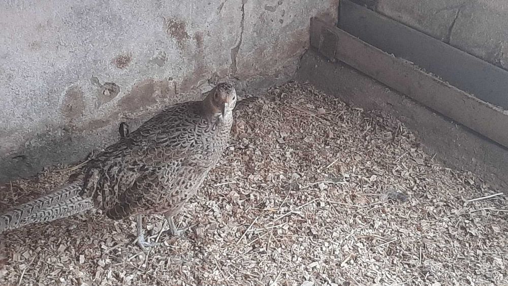 Casal de Faisões de Caça/Coleira, tenho pintos também