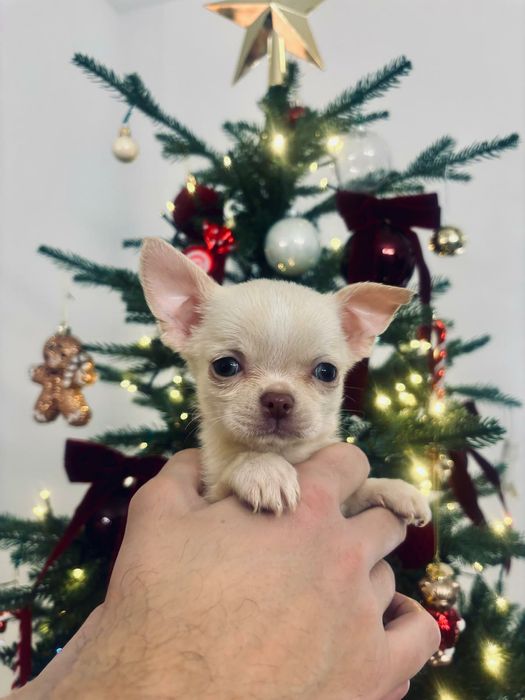 Chihuahua Piękny mały krótkowłosy kremowy z rodowodem!