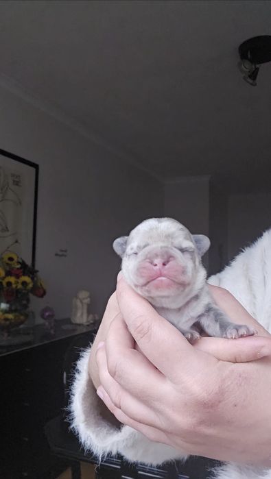 Bulldog Lilac exelente porte