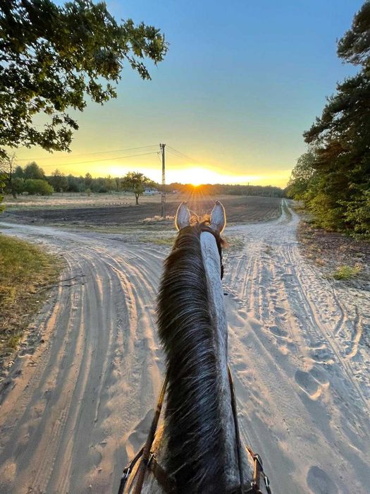 Agroturystyka, Nocleg przy Stadninie Koni