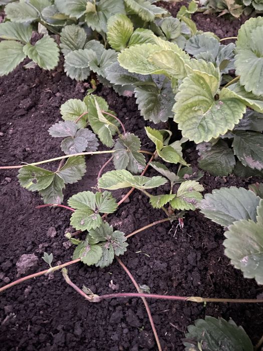 Саджанці полуниці Вікторія