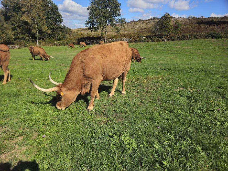 Lote Bovinos/Vacas Raça Barrosã
