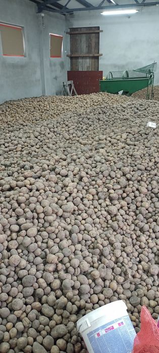 Ziemniaki Bryza nie sortowane