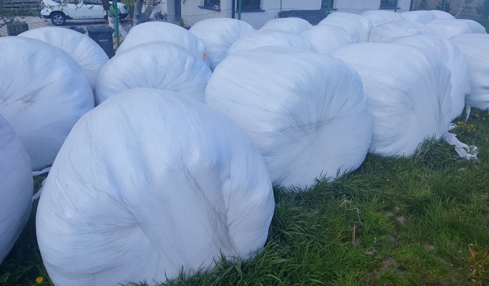 Sianokiszonka z lucerny