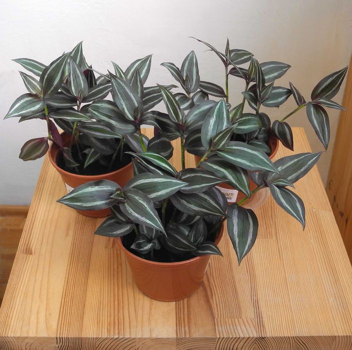 Традесканция зебрина в горшочках.