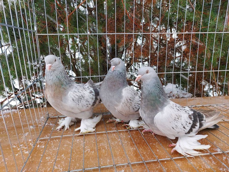 Takle tureckie mardin