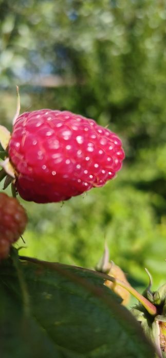 Maliny ekologiczne