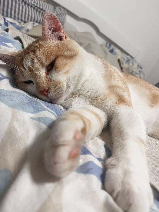 котик безкоштовно
