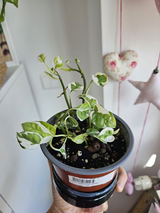Plantas para troca/venda
