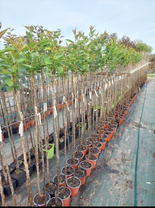 Wiśnie japońskie ozdobne Kanzan , Royal Burgundy , Kiku Shidare