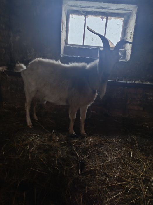 Продам кіз дійних