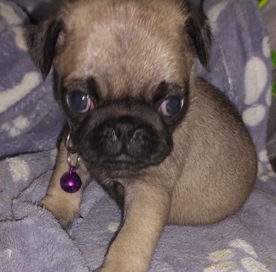Pug carlin c/ lop pedigree FCI