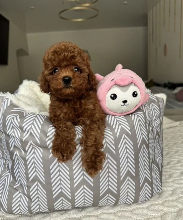 Той пудель Ред браун ,малИш