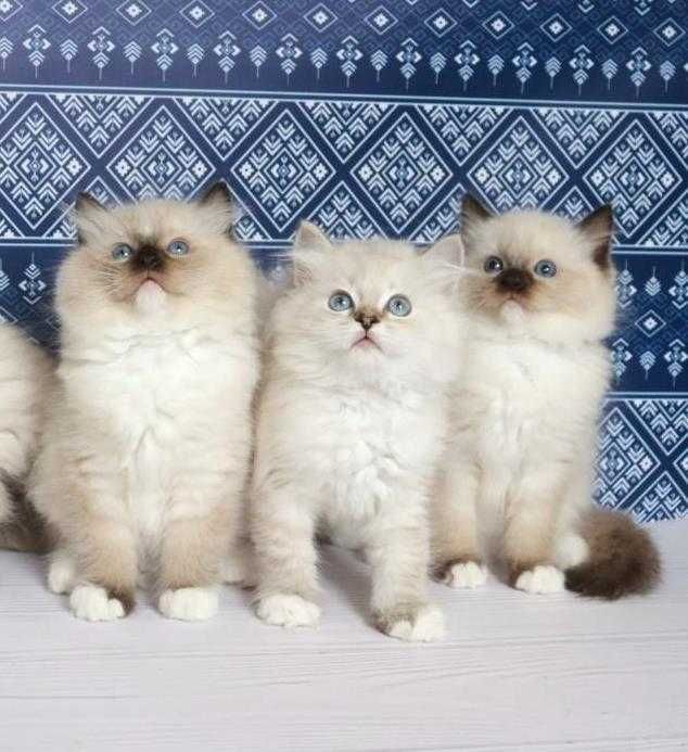 Чудові, чемні, красиві, охайні кошеня породи регдол