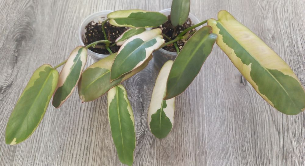 Филодендрон Atabopoense var