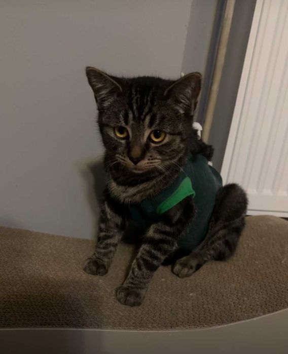 HALINKA – koteczka, która topi serca w sekundę