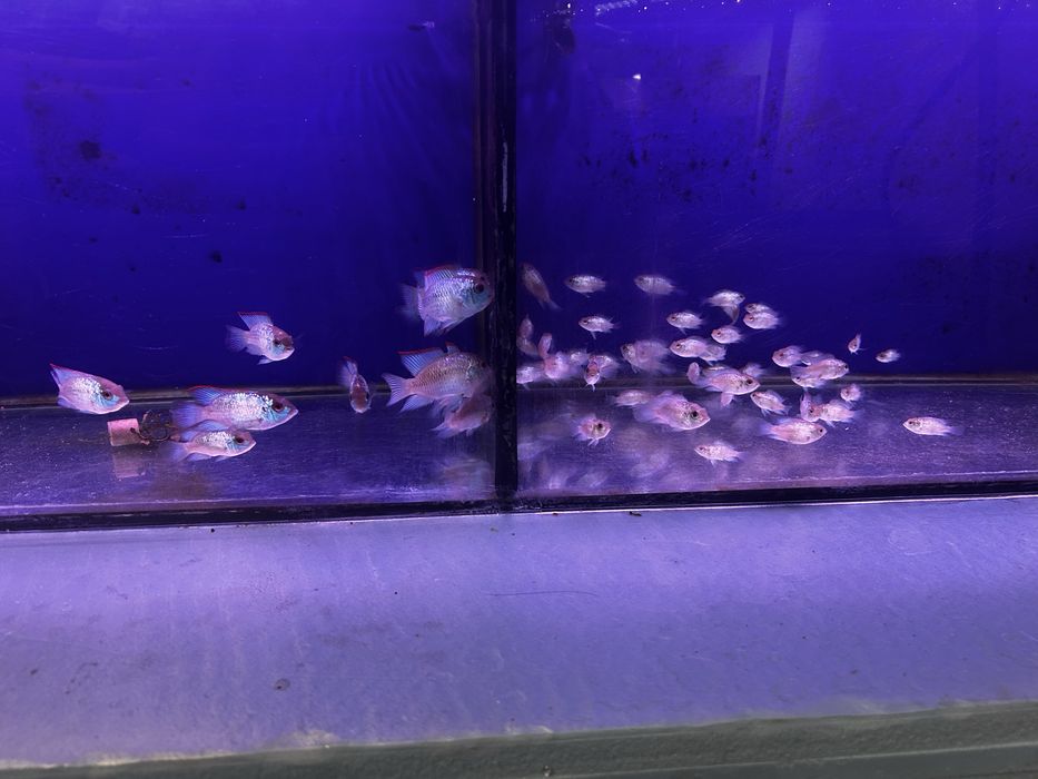 Acara eletric blue