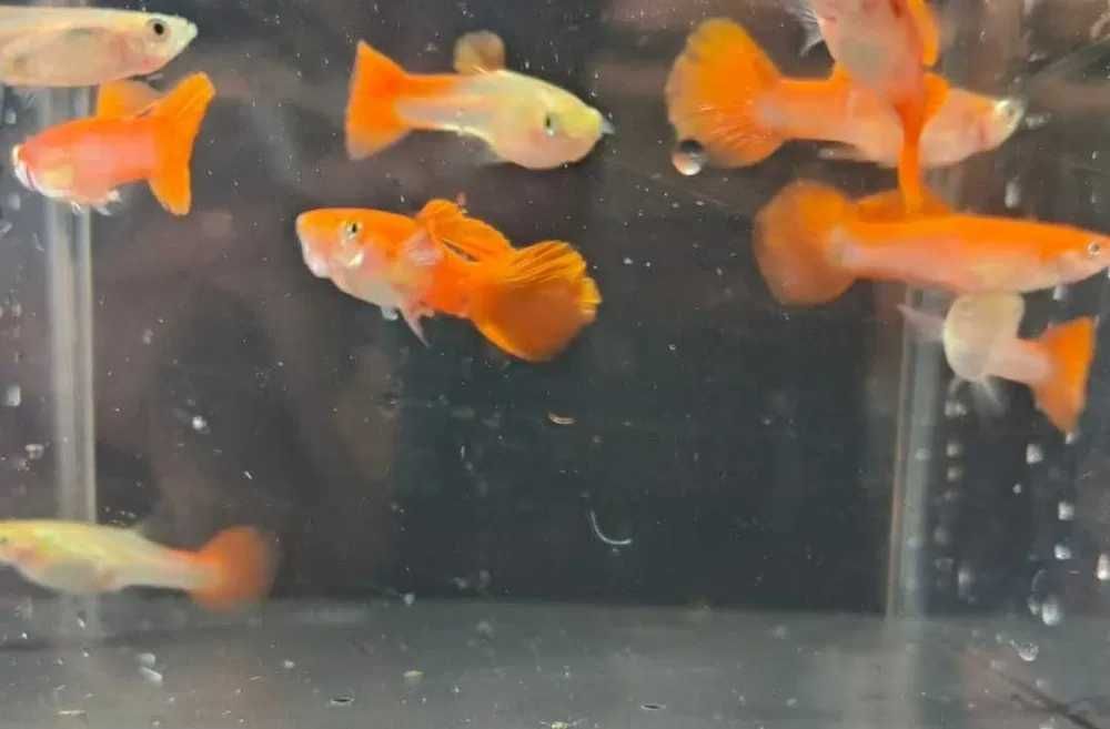 GUPPYS com garantia de envio vivo em Portugal Continental