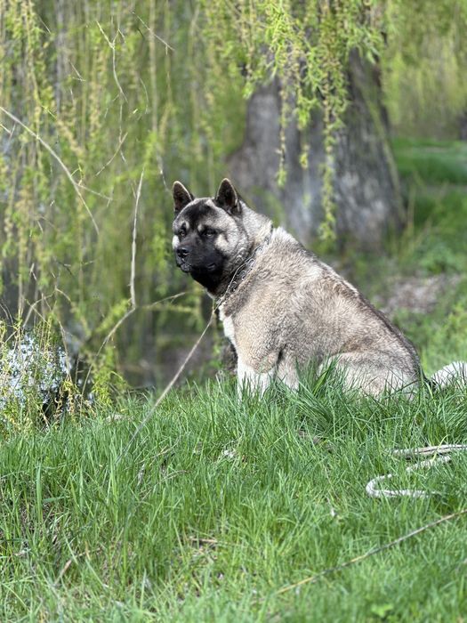 Акіта американська вязка