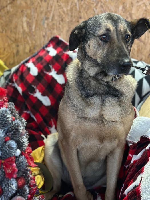 Собачка Бонни отдаем бесплатно