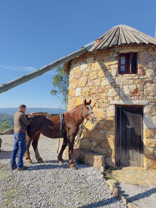 Vendo égua Breton